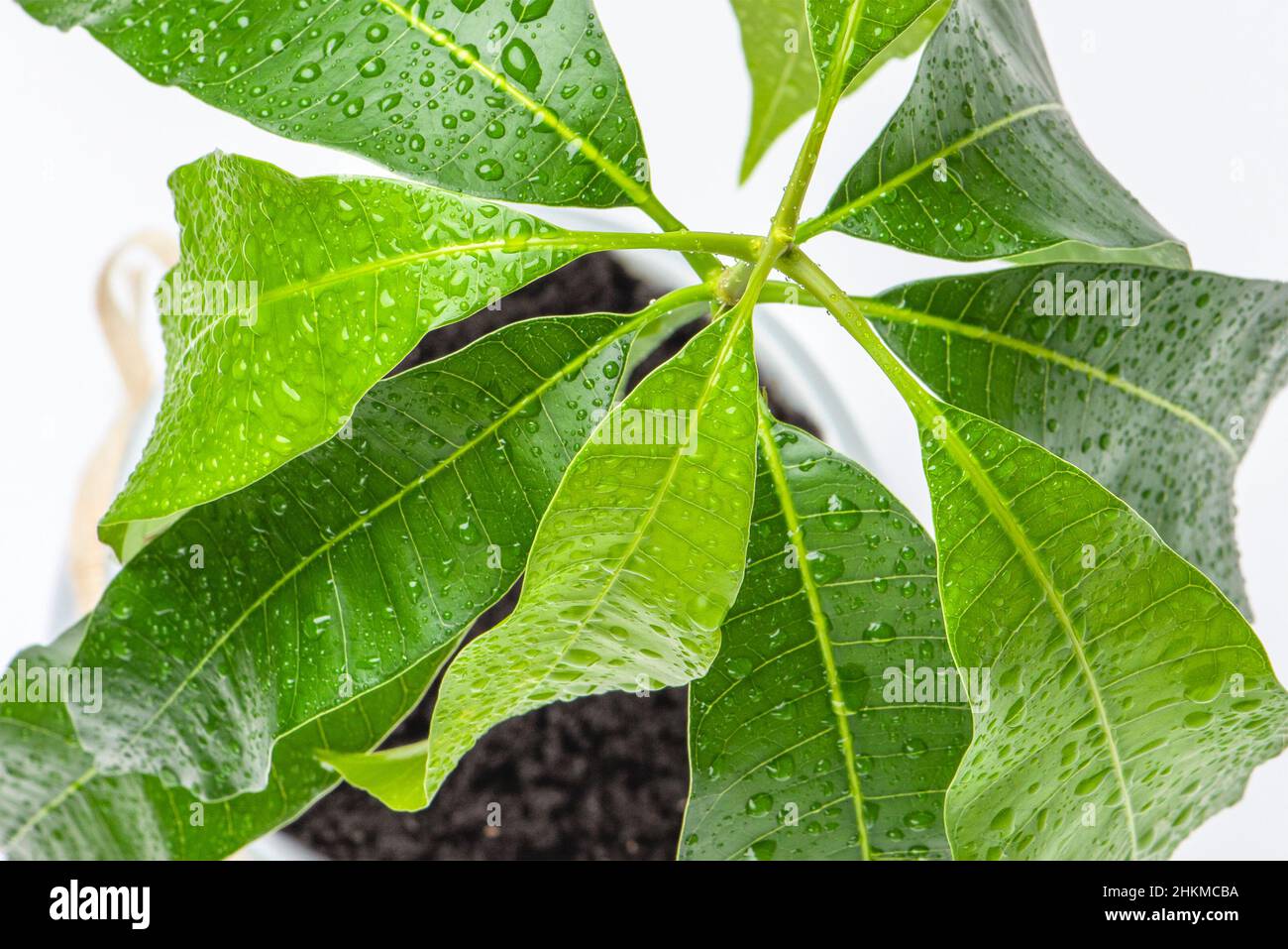 Mango leaves closeup on a white background. Green leaves of exotic