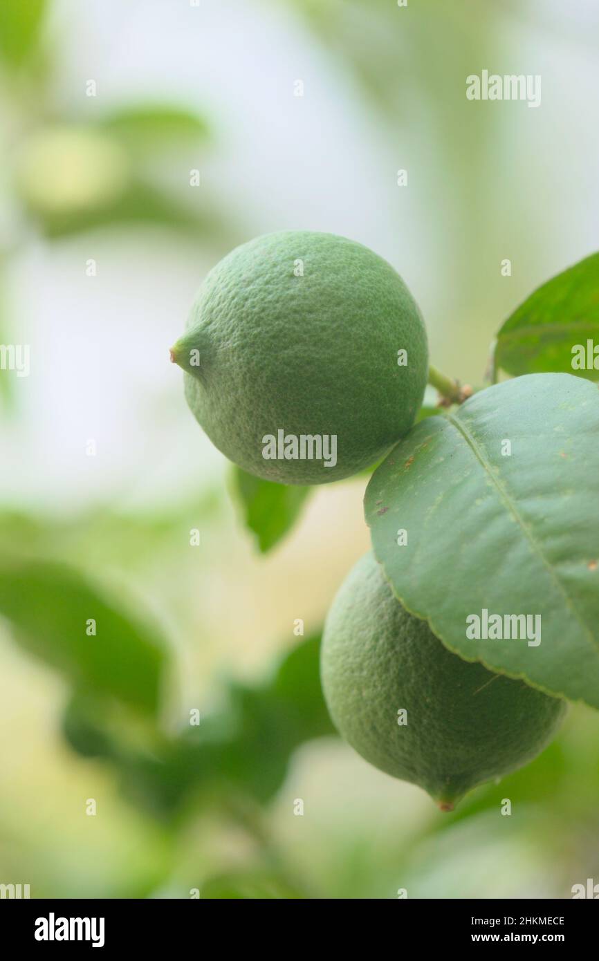 Key lime fruits on plant. Its scientific name is citrus aurantifolia which is major source of vitamin C. Stock Photo
