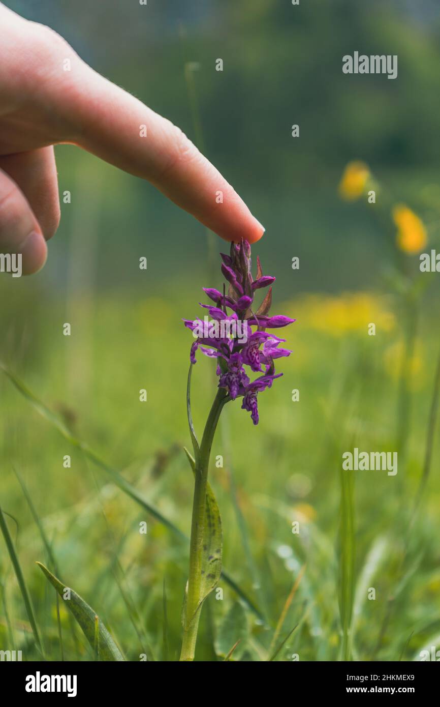 Vertical shot of a man touching the narrow-leaved marsh orchid on the blurry background Stock Photo