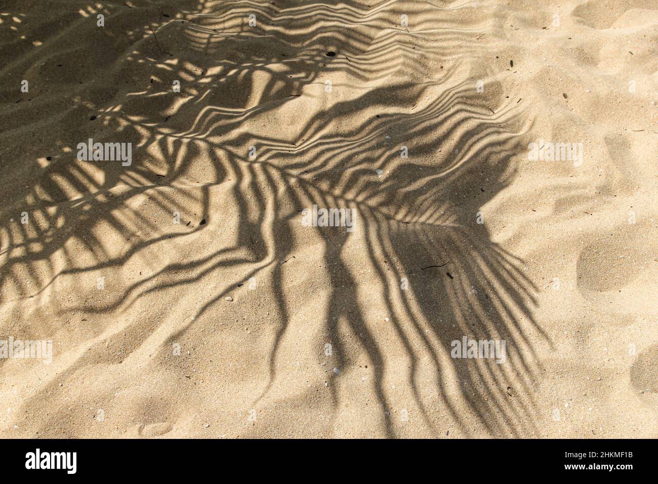View of the shadows of the leaves of the palm tree on the sand in ...