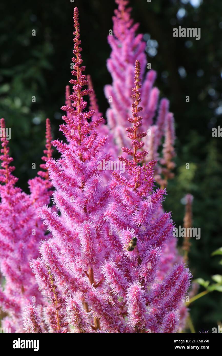 close up false spirea flowering in summer garden Stock Photo