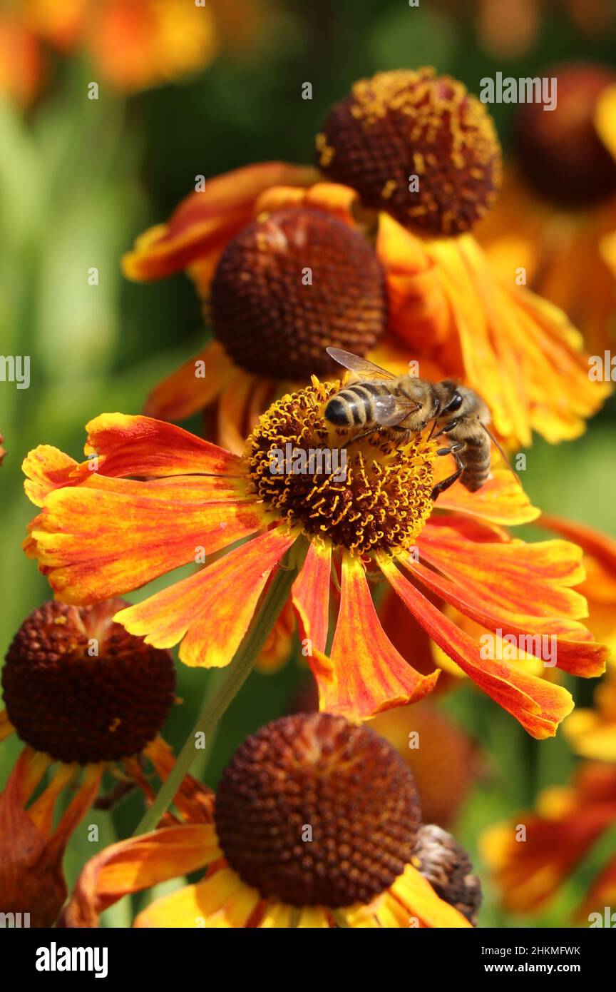 bees on orange Helenium 'Indian summer' flower in summer garden Stock Photo