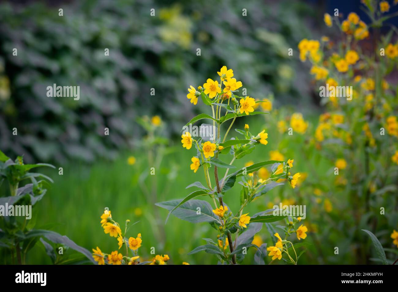 Niger seed flowers fully bloomed. Niger plant is grown for its edible oil and seed. Stock Photo