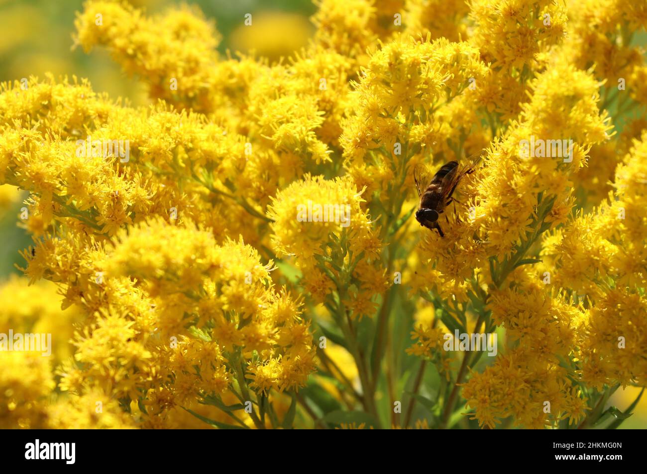 bee on bright yellow canadian goldenrod flowers in summer garden Stock Photo