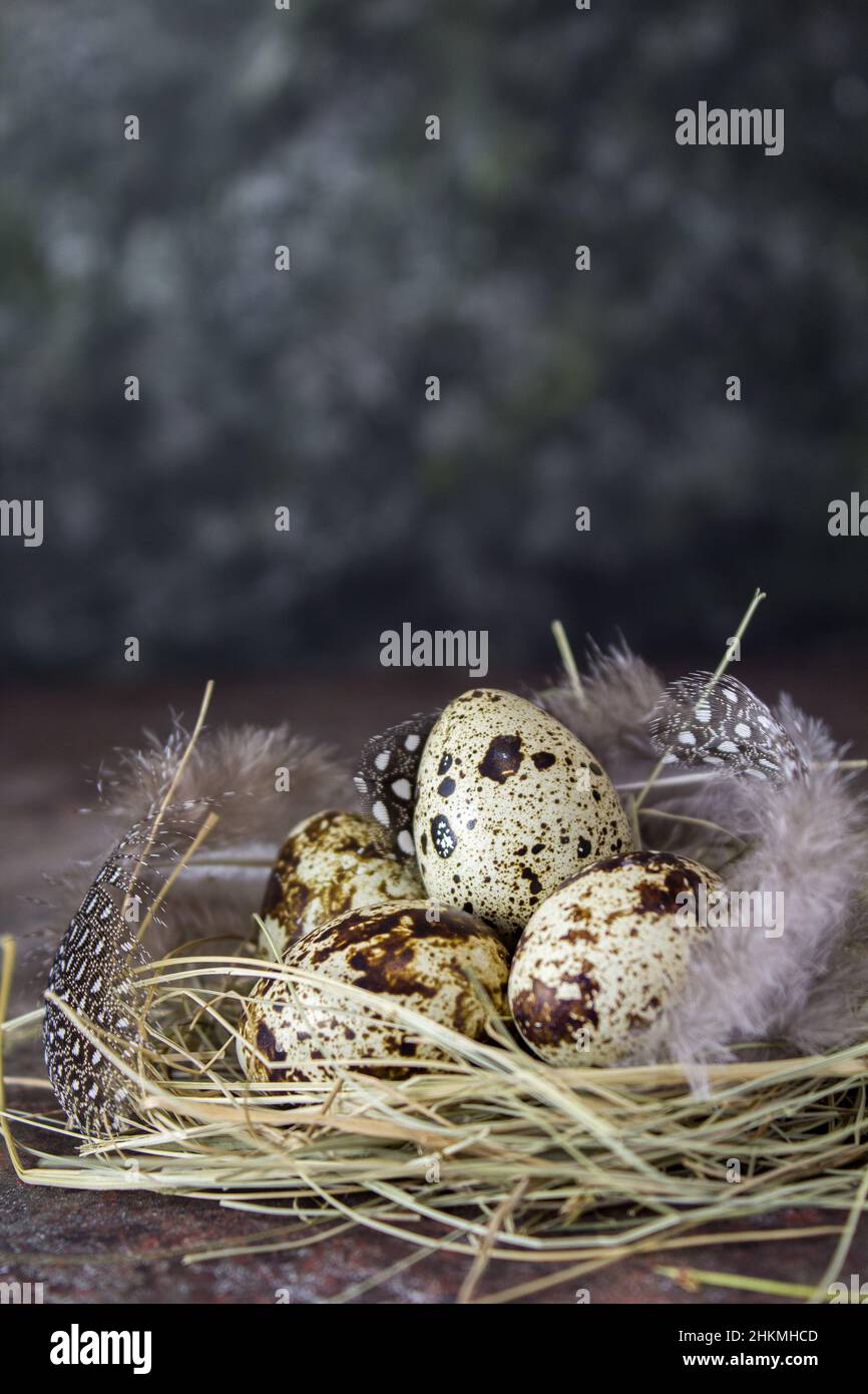 Quail eggs with feathers on hay, on a wooden background. Place for text ...