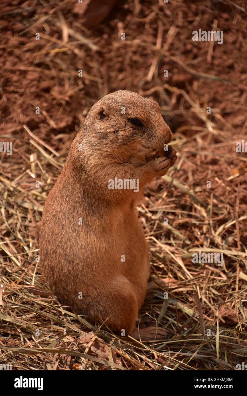 Photo inspiration: Fresh Look at Prairie Dog Eating Grasses Hi Res Stock Photography And Images