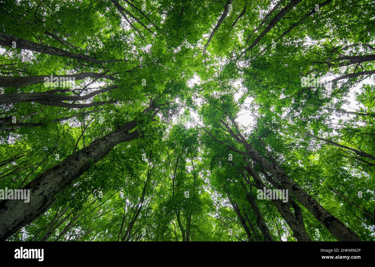 The wonders of the forest in spring Stock Photo