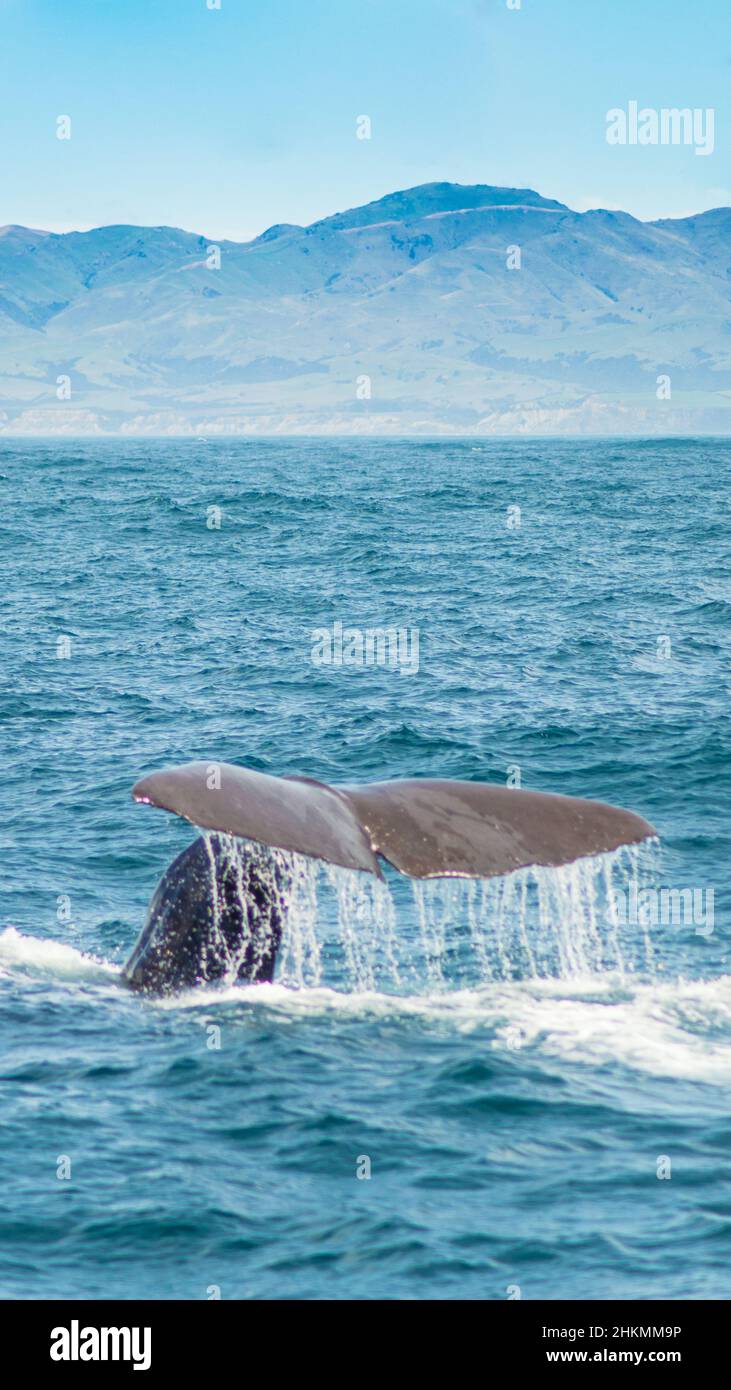Diving Sperm Whale, Kaikoura Stock Photo