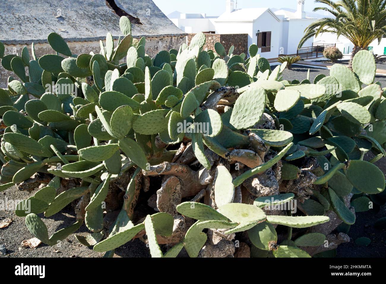 large prickly pear cactus plant growing in a desert garden Teguise Lanzarote Canary Islands Spain Stock Photo