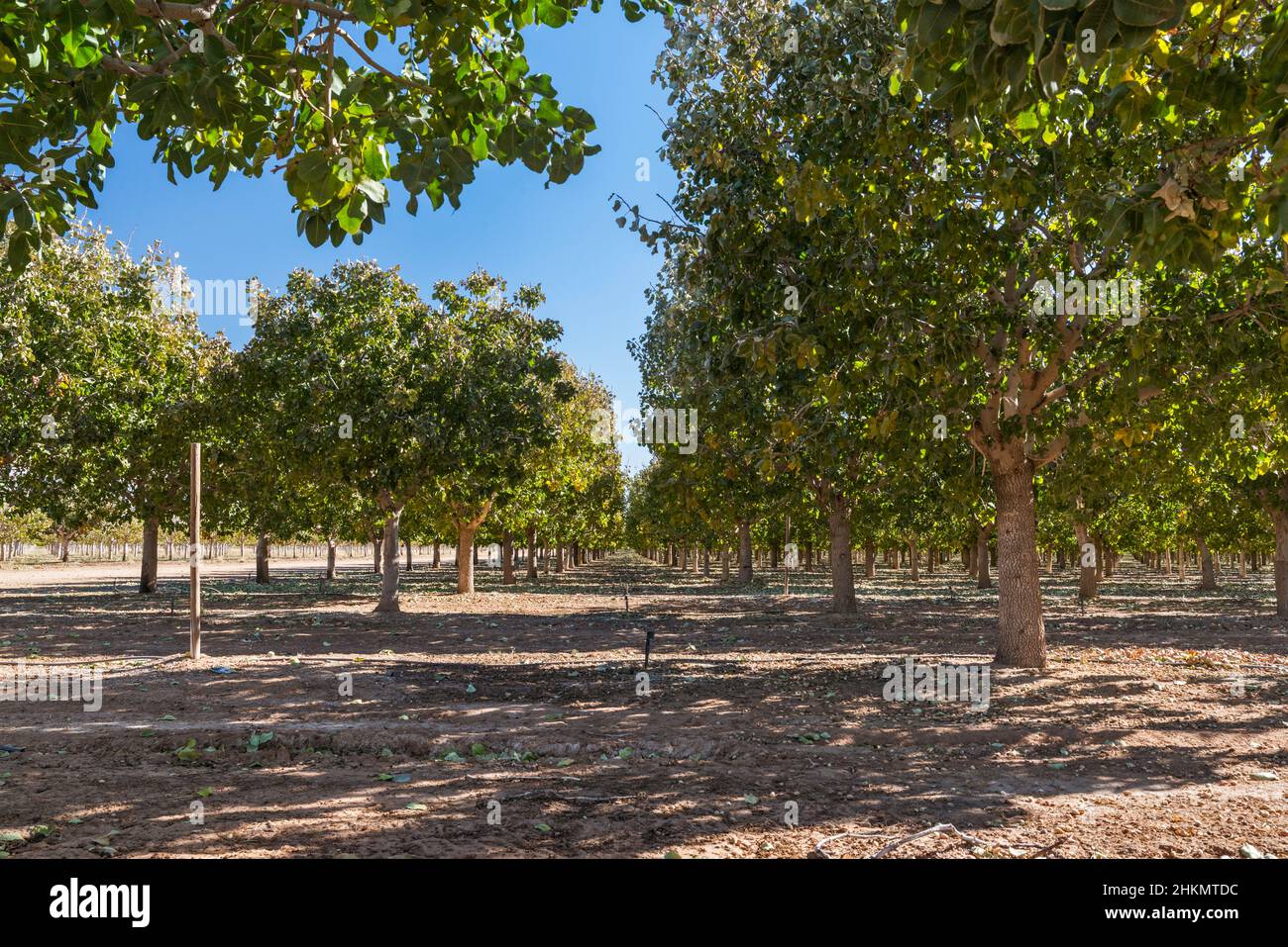 Pistachio orchard in Chihuahuan Desert, near Bowie, Arizona, USA Stock