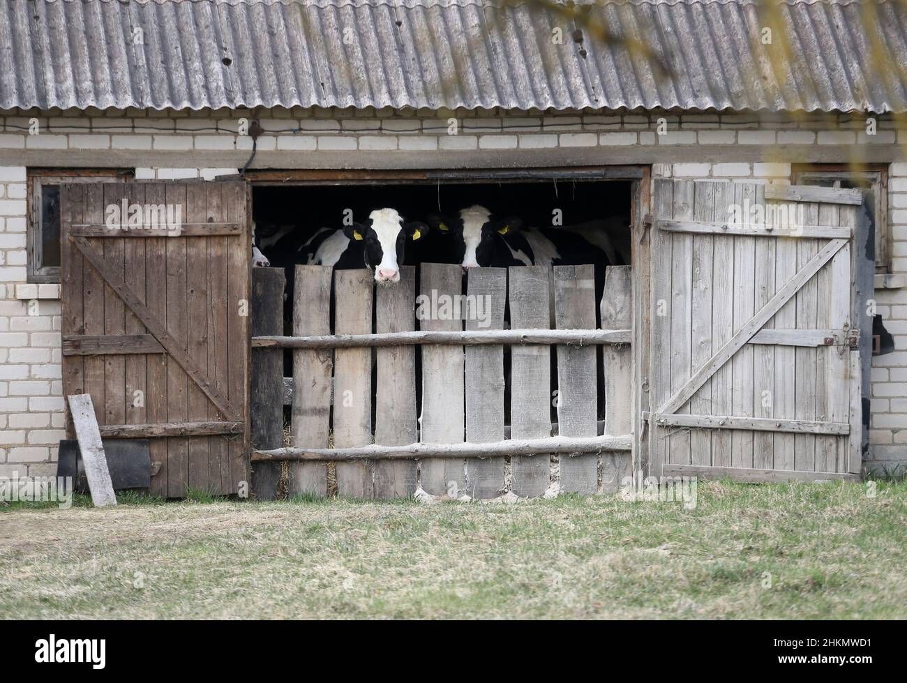 Calves in black and white behind the barn door in an old farm in ...