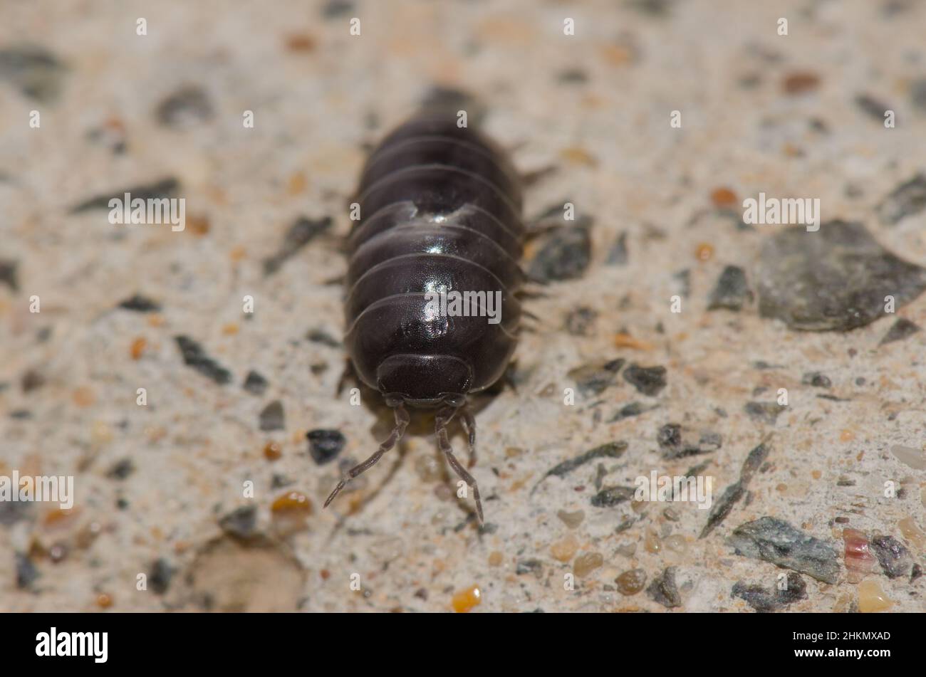 Roly bugs hi-res stock photography and - Alamy