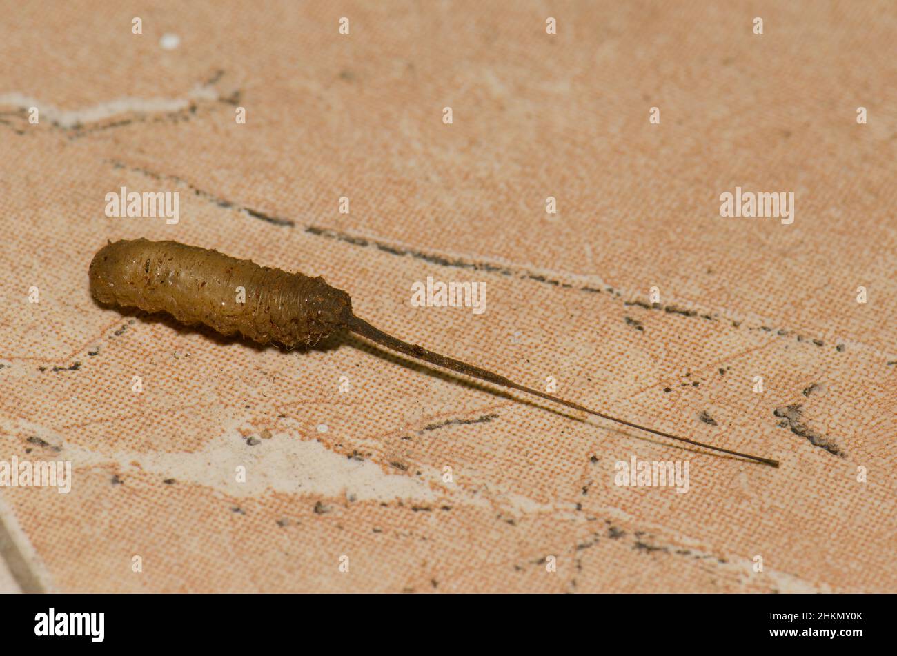Rat-tailed maggot seeking a suitable place to pupate. Larval form of the common drone fly Eristalis tenax. Gran Canaria. Canary Islands. Spain. Stock Photo