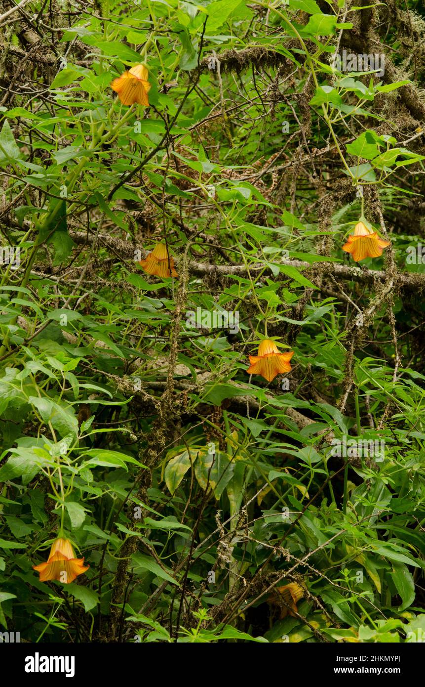 Canary Island bellflower Canarina canariensis in bloom. Valleseco. Gran Canaria. Canary Islands. Spain. Stock Photo