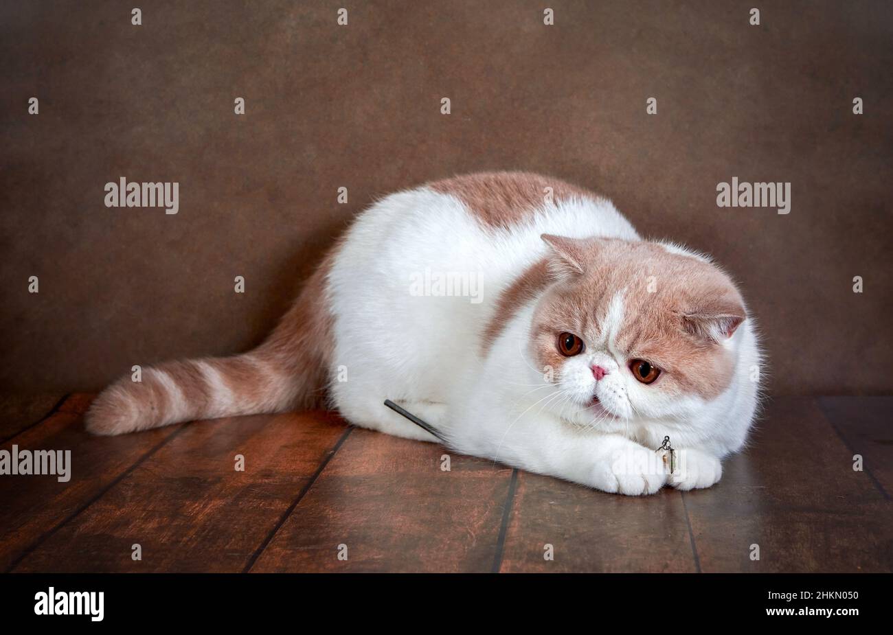 A beautiful exotic Shorthair cat lies on the brown background of the Studio. Color cream with white Stock Photo