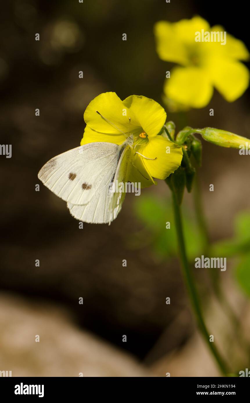 Female small white Pieris rapae on a flower of African wood-sorrel Oxalis pes-caprae. Valleseco. Gran Canaria. Canary Islands. Spain. Stock Photo
