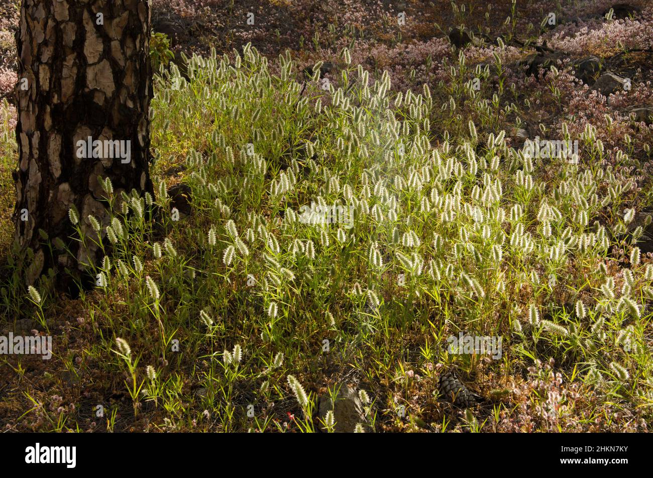 Trunk of Canary Island pine Pinus canariensis and African foxtail grass Cenchrus ciliaris. Reserve of Inagua. Gran Canaria. Canary Islands. Spain. Stock Photo