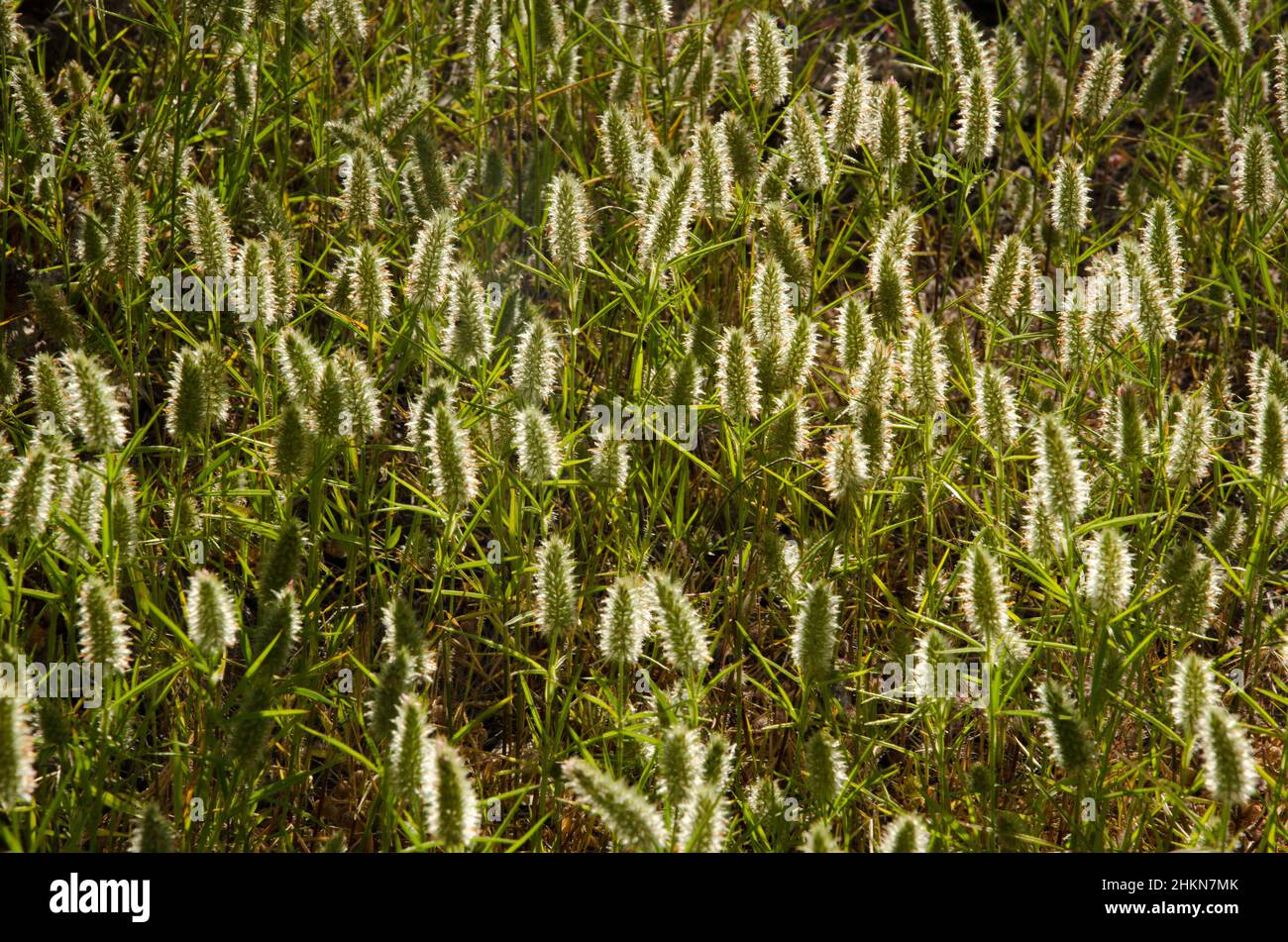 African foxtail grass Cenchrus ciliaris. Integral Natural Reserve of Inagua. Tejeda. Gran Canaria. Canary Islands. Spain. Stock Photo