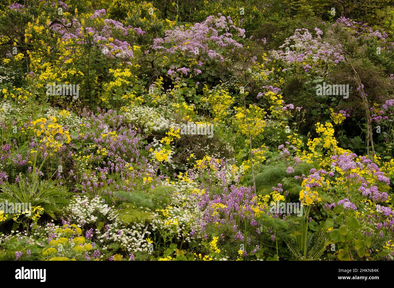 Biodiversity of flowering plants in the field. The Nublo Rural Park. Tejeda. Gran Canaria. Canary Islands. Spain. Stock Photo