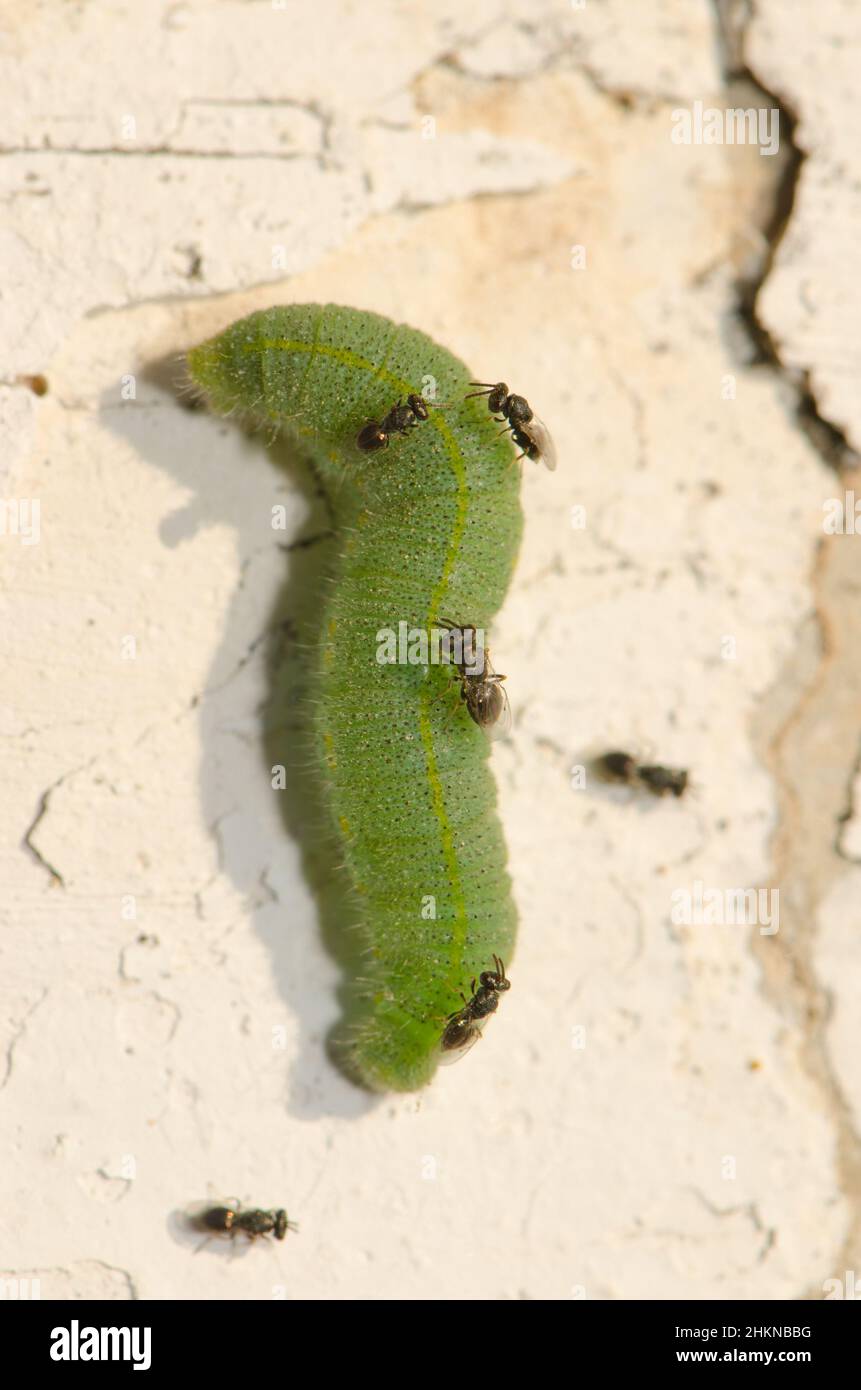 White butterfly parasite Cotesia glomerata looking to lay their eggs on