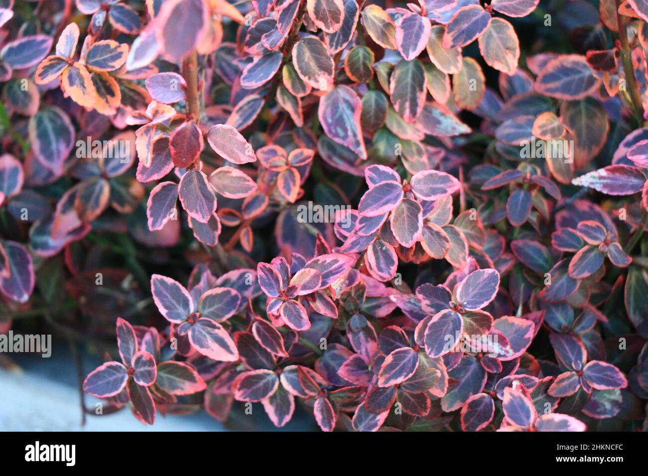 Beautiful plant Hebe veronica. Callitrichaceae. Stock Photo