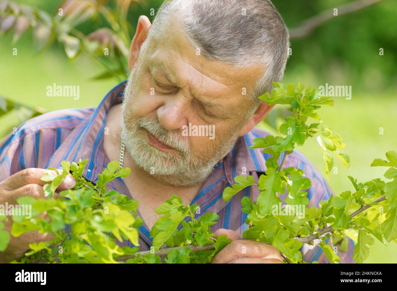 Portrait of bearded Caucasian senior man examining unripe berries of mulberry at spring season Stock Photo