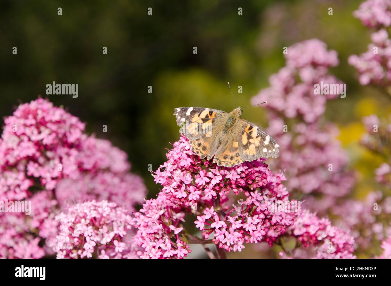 Butterfly painted lady Vanessa cardui on flowers of red valerian Centranthus ruber. Cueva Grande. San Mateo. Gran Canaria. Canary Islands. Spain. Stock Photo