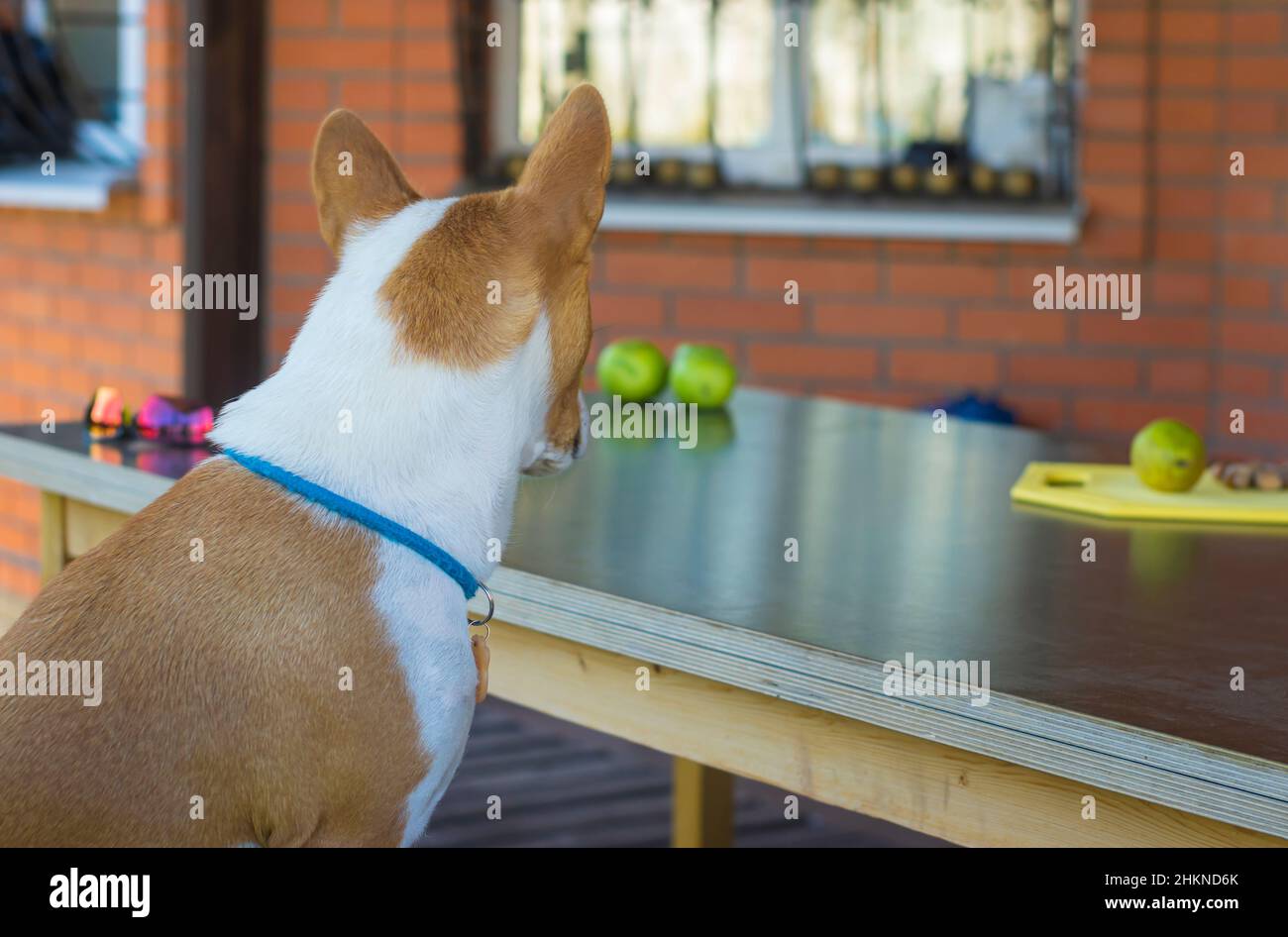 Portrait of Basenji dog sitting at table on veranda and  looking on the table where master-vegan left apples, oears, and several hazelnuts instead of Stock Photo