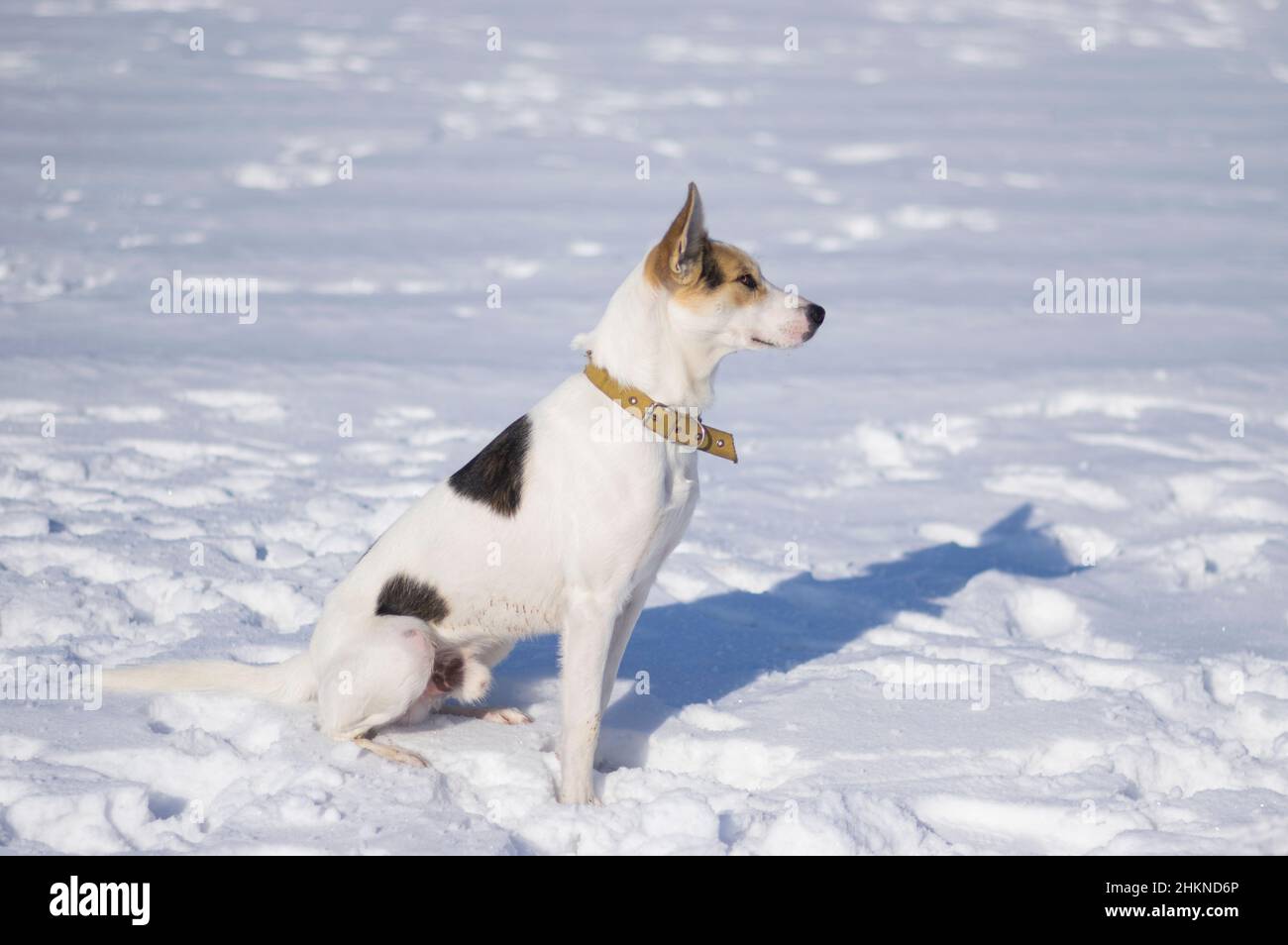 Side view portrait of cute mixed breed white dog with black spots sitting on a fresh snow at sunny winter day Stock Photo