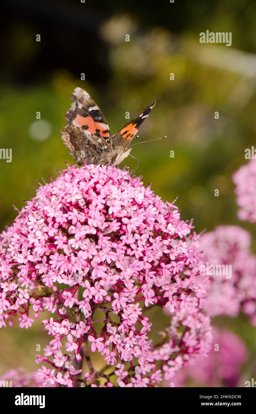 Butterfly painted lady Vanessa cardui feeding on flowers of red valerian Centranthus ruber. San Mateo. Gran Canaria. Canary Islands. Spain. Stock Photo