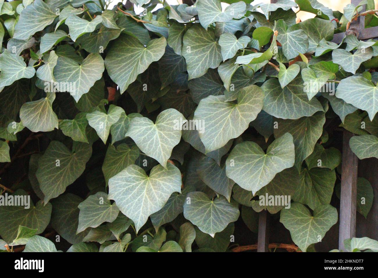 Hedera helix on the fence. common ivy.  Ivy leaves Stock Photo