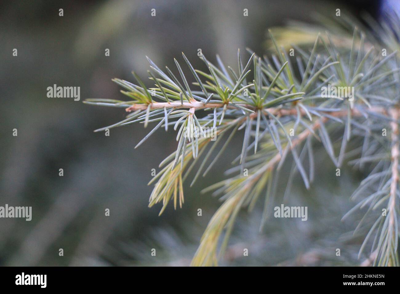 Branches of Cedrus deodara. Deodar cedar or Himalayan cedar Stock Photo