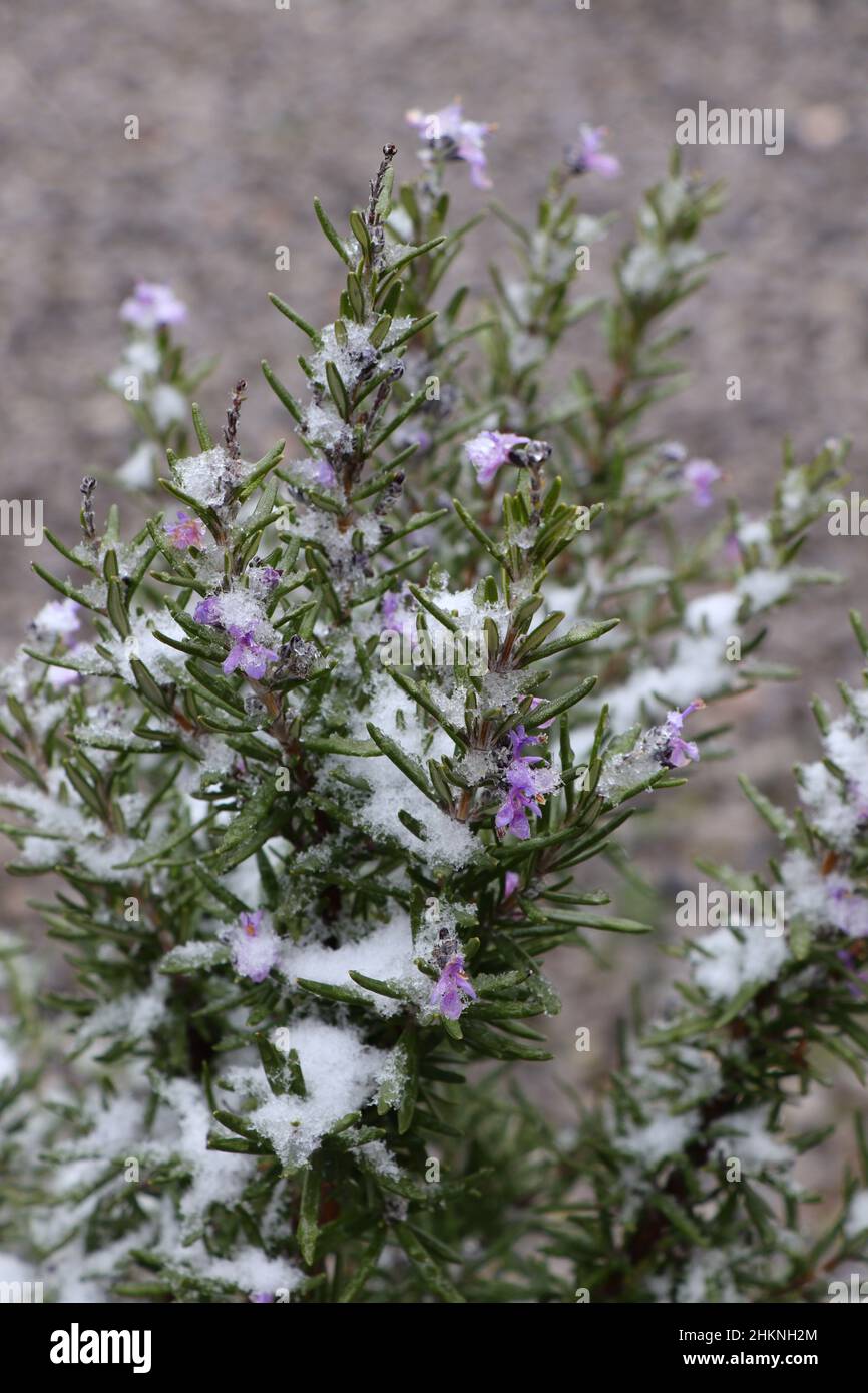Garden herbs, rosemary blooms, ambiguity in winter Stock Photo