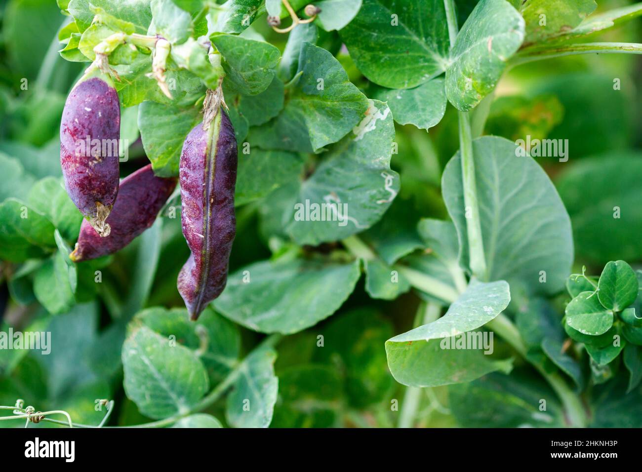 Close up shot of beans growing in the garden. Selective focus. Growing beans outdoors and blurred background. Stock Photo