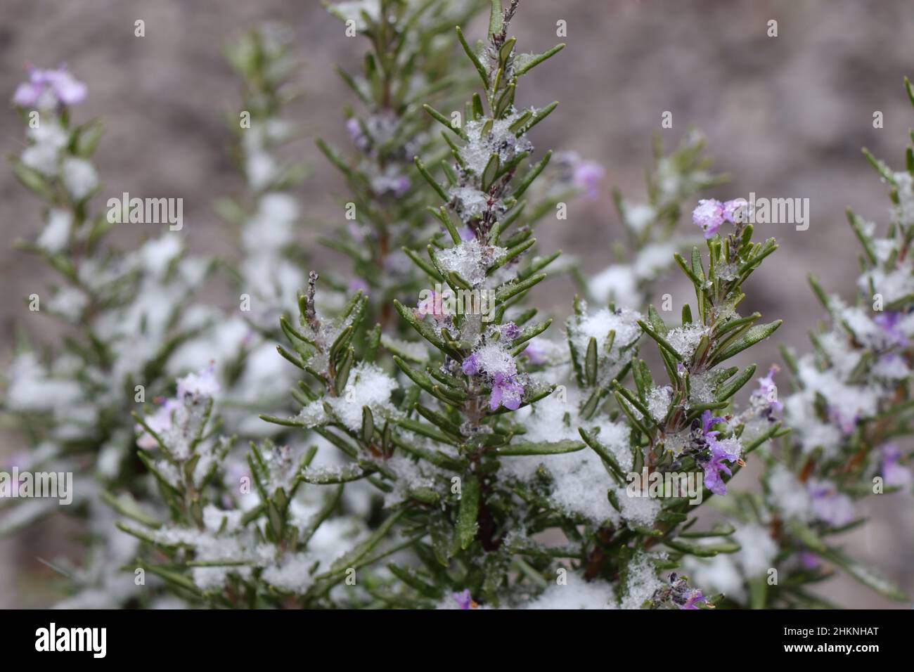 Garden herbs, rosemary blooms, ambiguity in winter Stock Photo Alamy