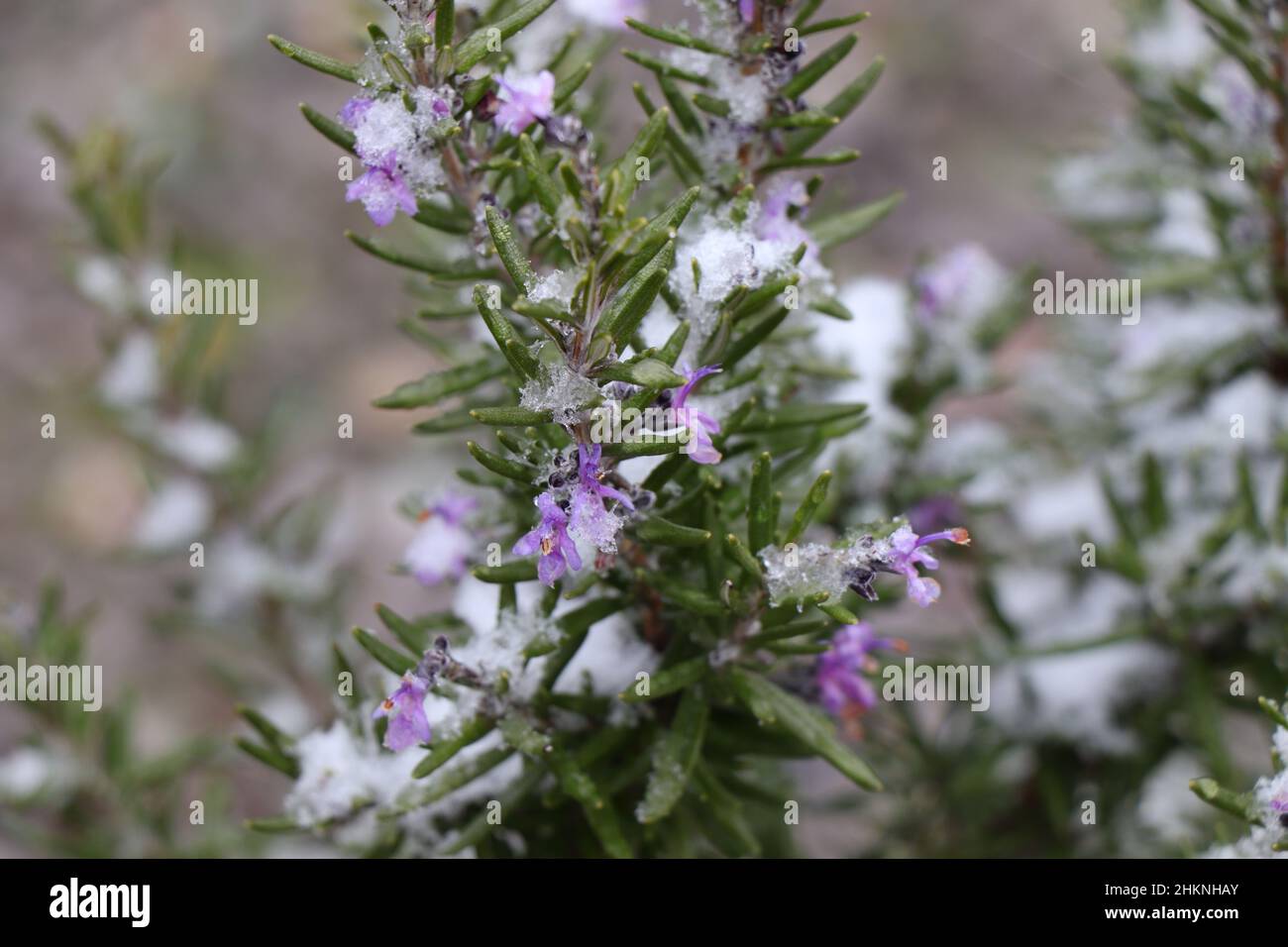 Garden herbs, rosemary blooms, ambiguity in winter Stock Photo