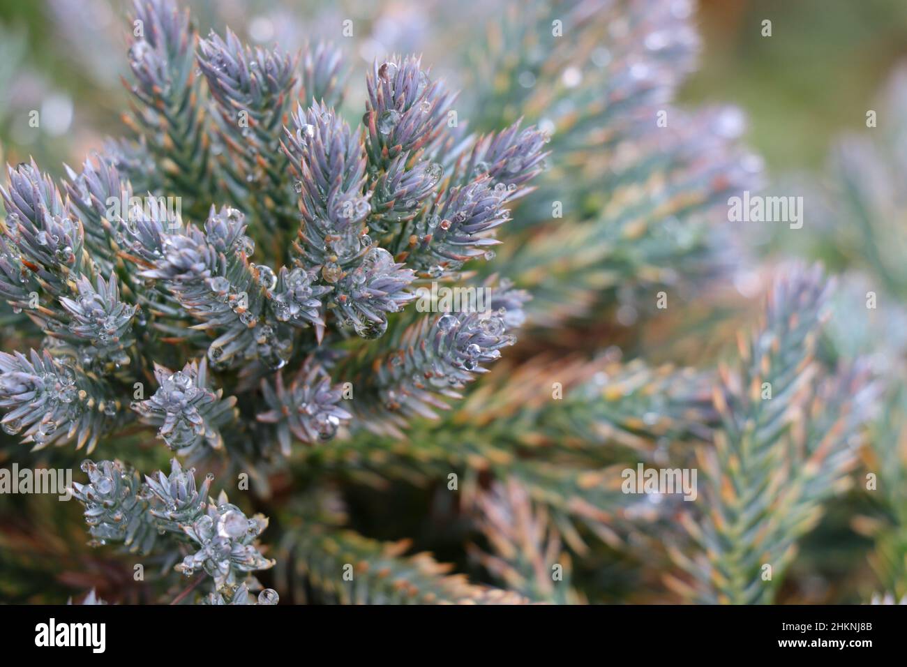Blue star juniper tree in the garden. Stock Photo