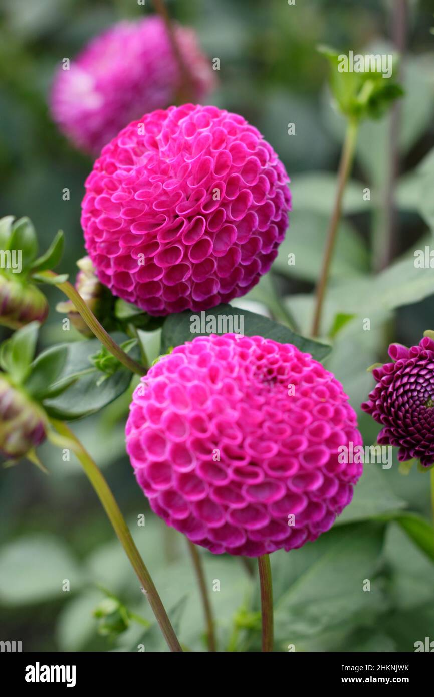 Dahlia 'Willo's Violet', a depp vilet pom pom type dahlia flowering in