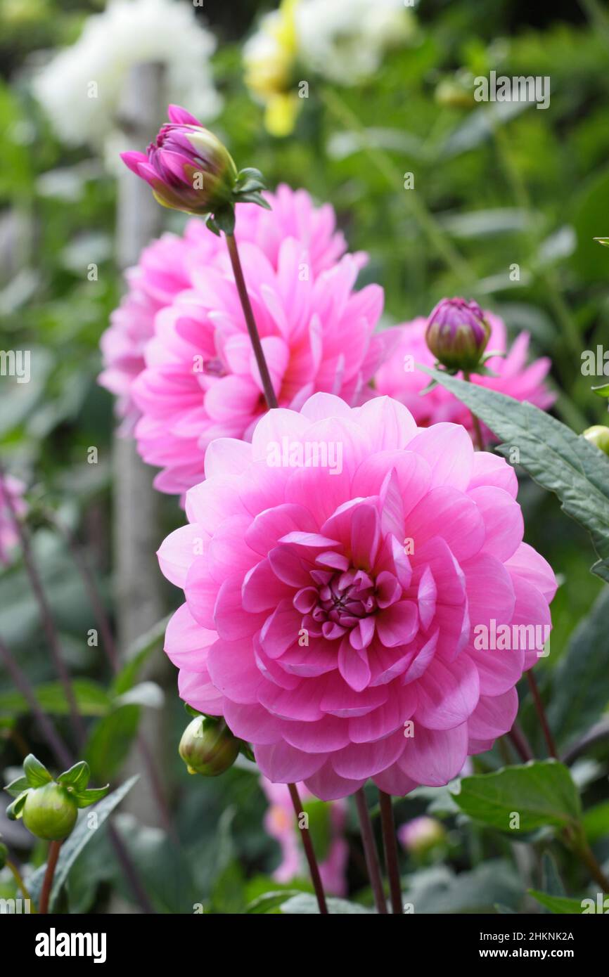 Dahlia 'Sandra Flirt', miniature waterlily dahlia flowering in September. UK Stock Photo