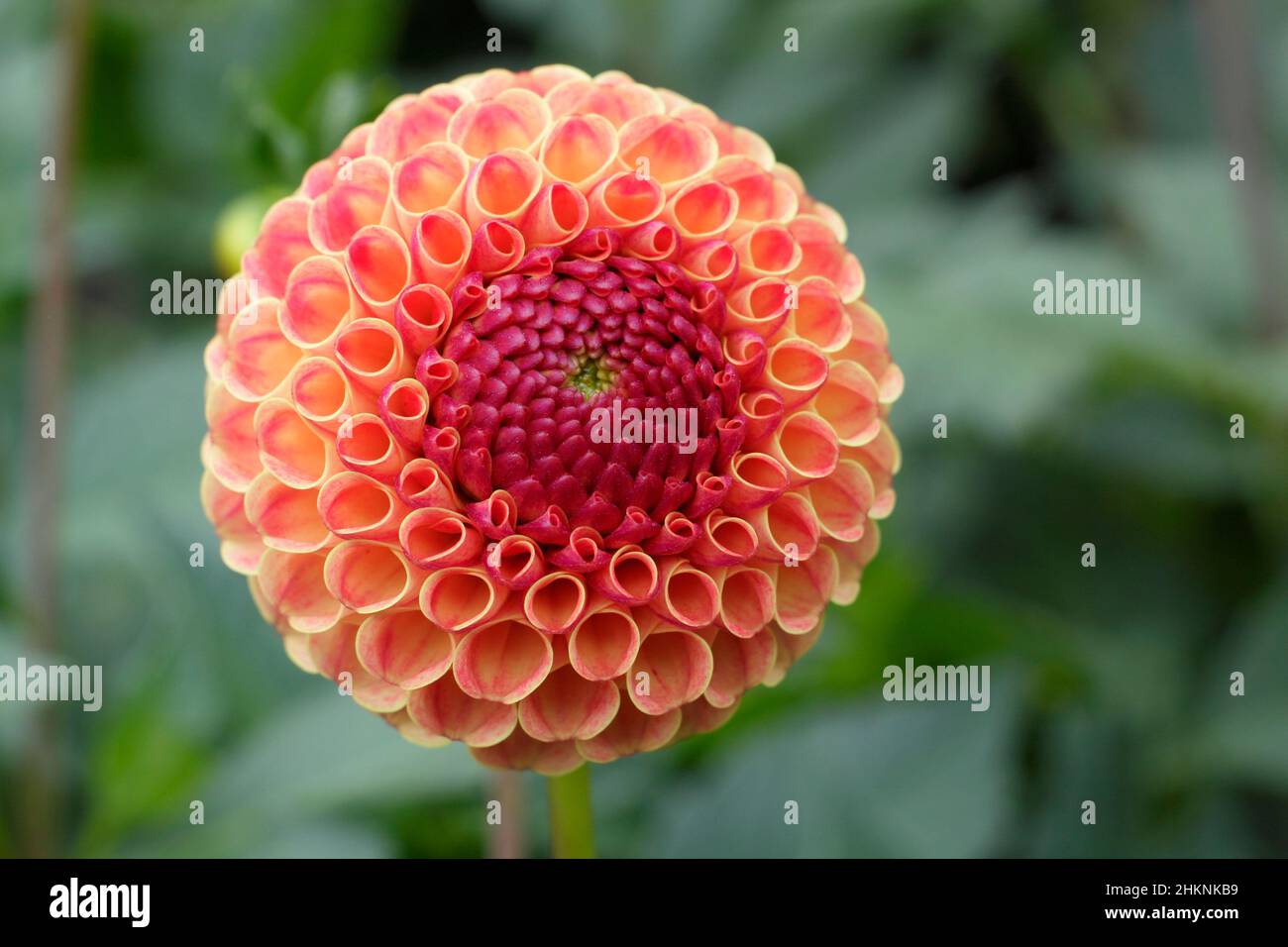 Dahlia Rosemary Dawn, large pompom dahlia with orange blossoms flowering in September. UK Stock Photo