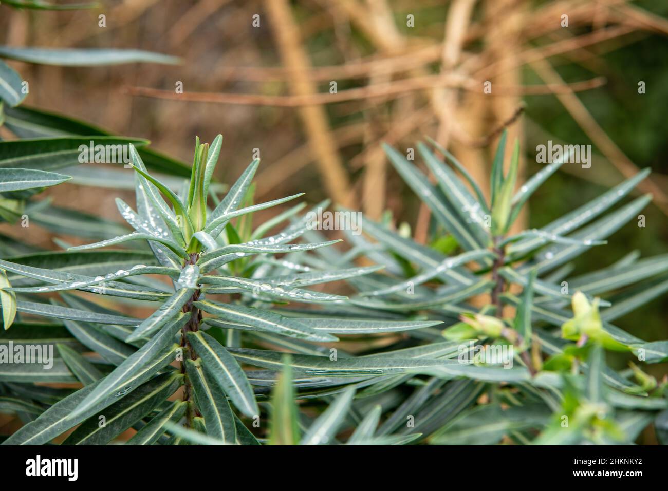 Green natural plants hi-res stock photography and images - Alamy