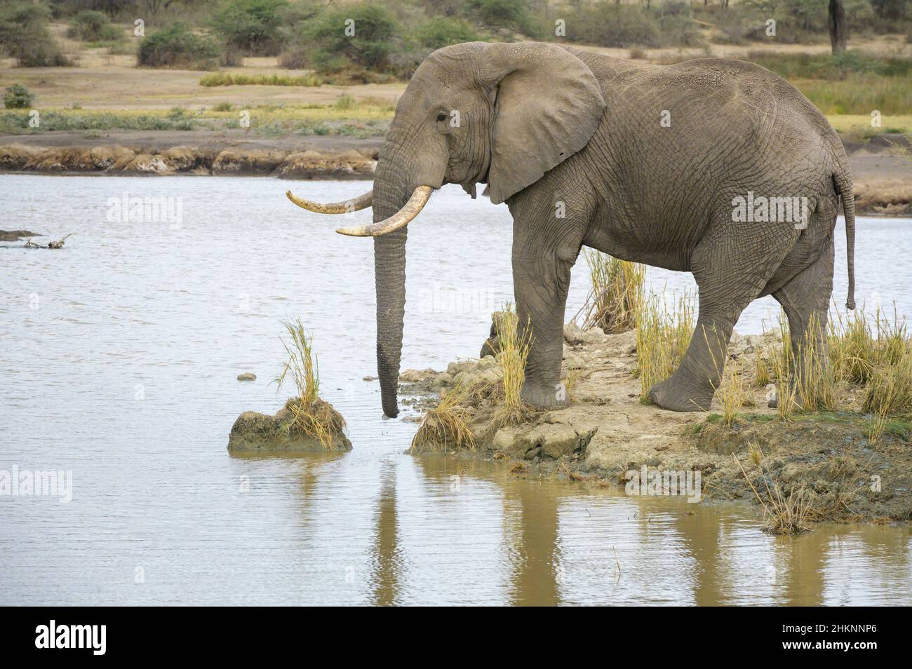 African Elephant (Loxodonta africana) bull drinking water from lake Masek, Ngorongoro Conservation Area, Tanzania, Africa. Stock Photo