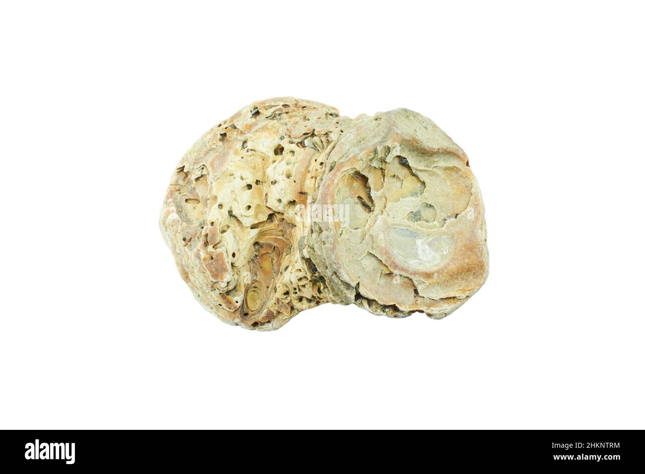 Old scallops, Sea shell isolated on white background. Shell, Seashell or Conch isolated on white Background as Decor or Souvenir. Stock Photo