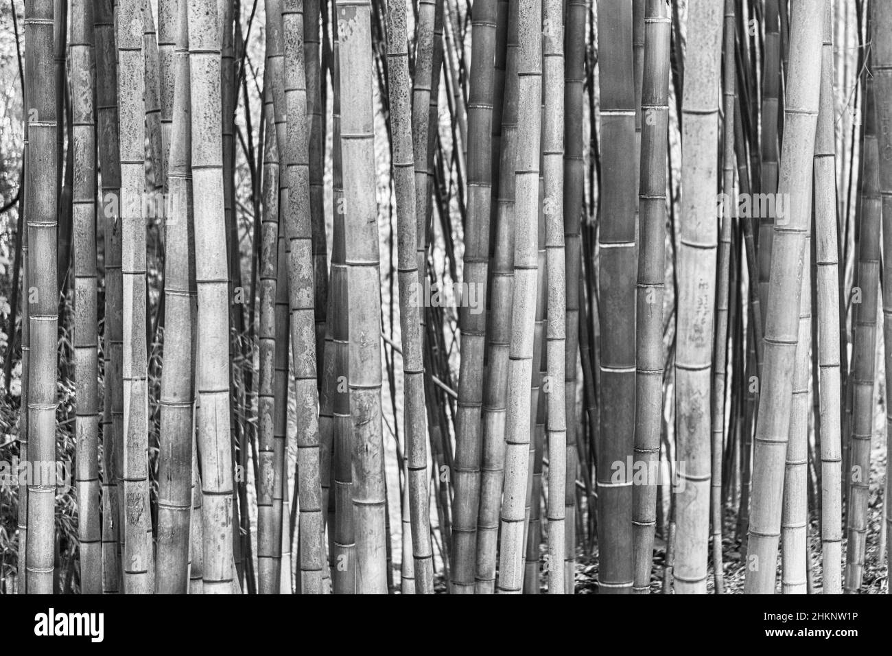 Background with foliage pattern of bamboo trees in a grove or forest Stock Photo