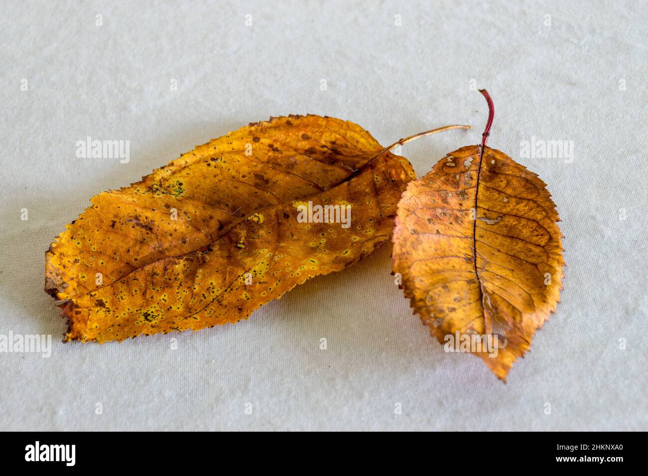 Withered leaf texture hi-res stock photography and images - Alamy