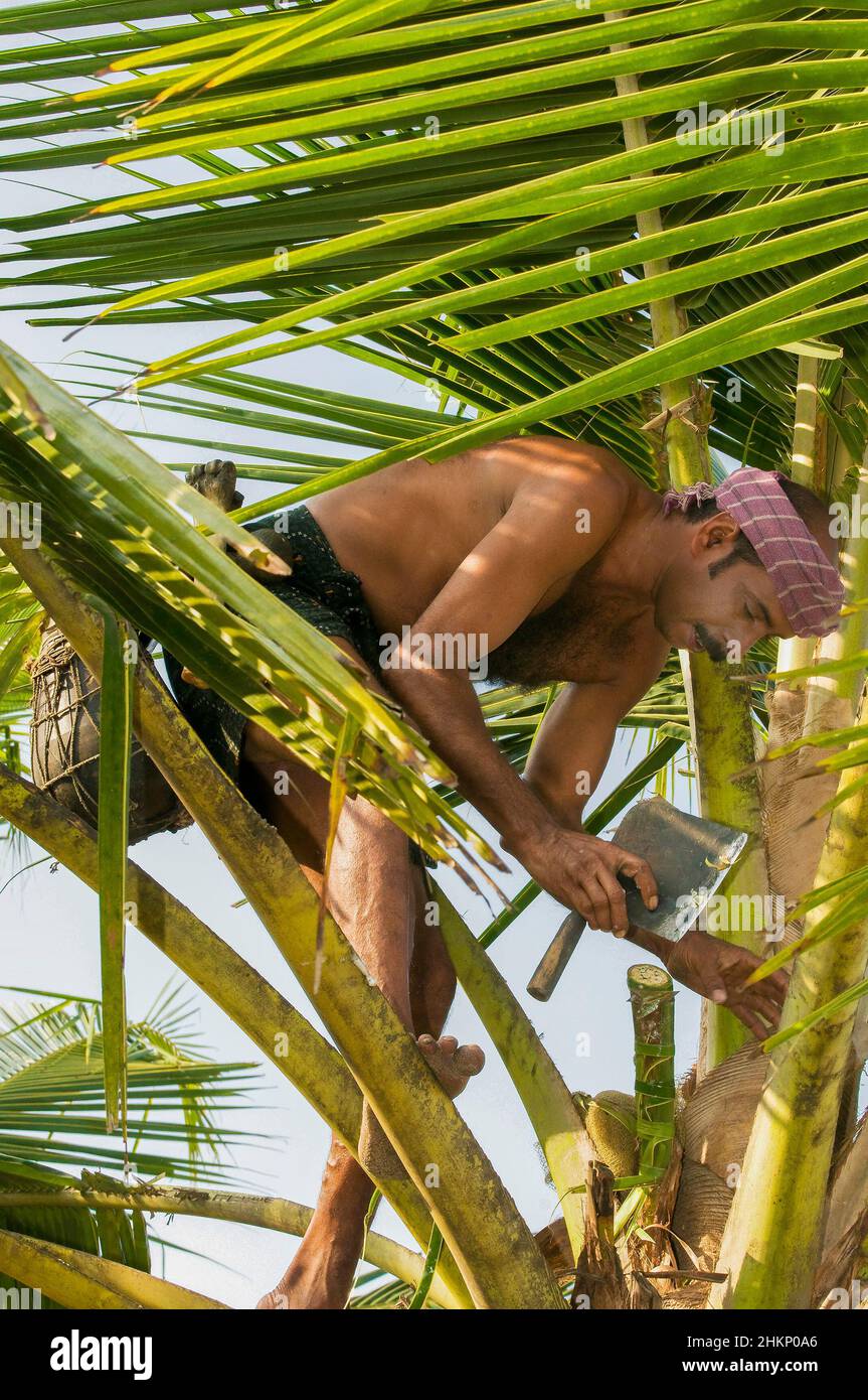 Bare chested Indian man chopping coconut tree branches in Kerala, India Stock Photo