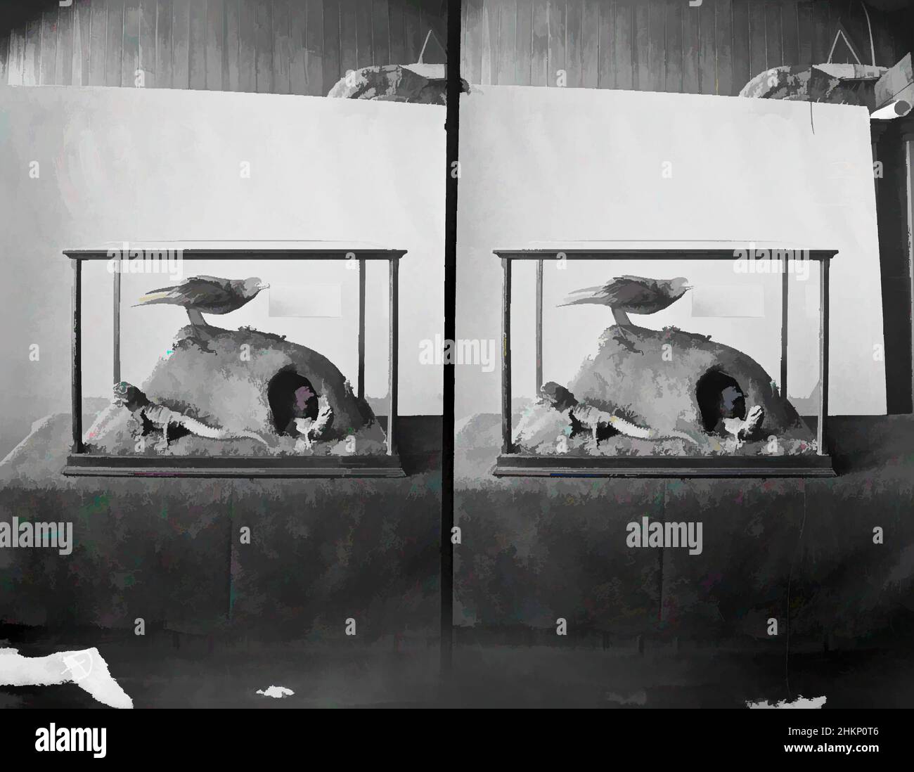 Art inspired by [Tuatara & Mutton Birds], Burton Brothers studio, photography studio, circa 1889, Dunedin, black-and-white photography, Stereo view of stuffed animals in a glass case. Sign reads 'Tuatara Male & Female (Hattakia Punetata) and Mutton birds, Classic works modernized by Artotop with a splash of modernity. Shapes, color and value, eye-catching visual impact on art. Emotions through freedom of artworks in a contemporary way. A timeless message pursuing a wildly creative new direction. Artists turning to the digital medium and creating the Artotop NFT Stock Photo