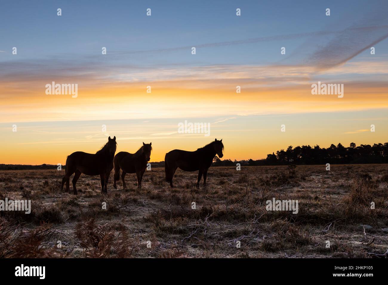 New Forest ponies on a frosty dawn Stock Photo