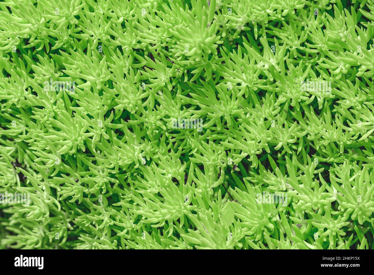 Close-up of light green succulent sedum leaves background texture. Stock Photo