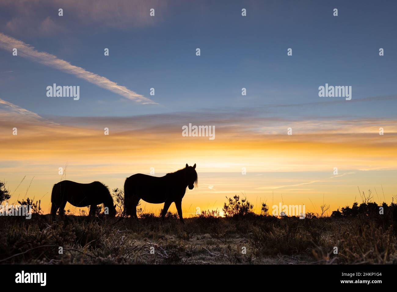 New Forest ponies on a frosty dawn Stock Photo